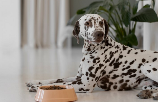 Healthy Pet Foods: What You Should Know